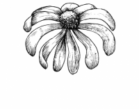 Flower 4